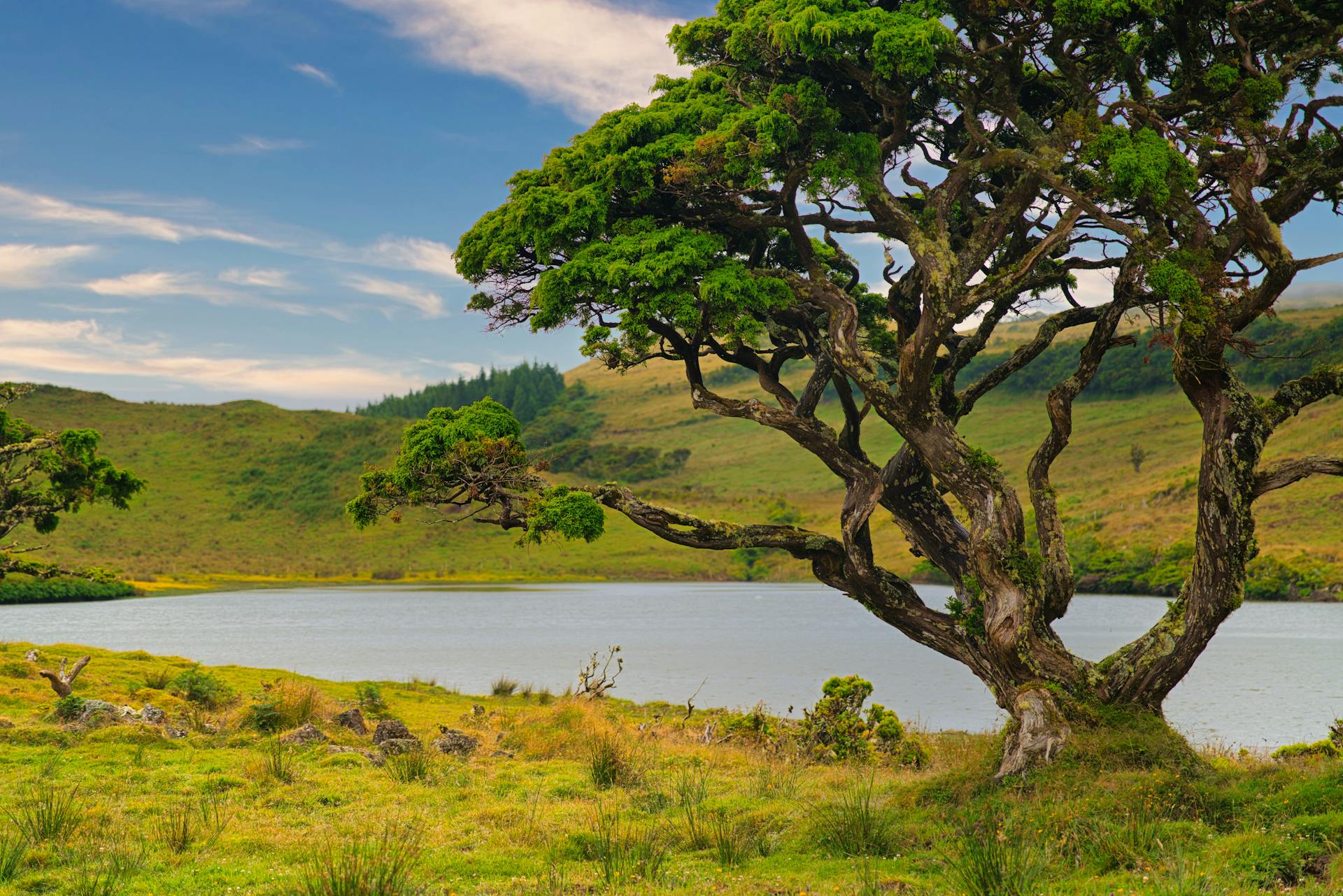 Hilly Landscape with Azores Juniper Tree Growing at a Lake Shore