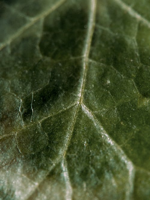 Extreme Close-Up Photo of a Green Leaf