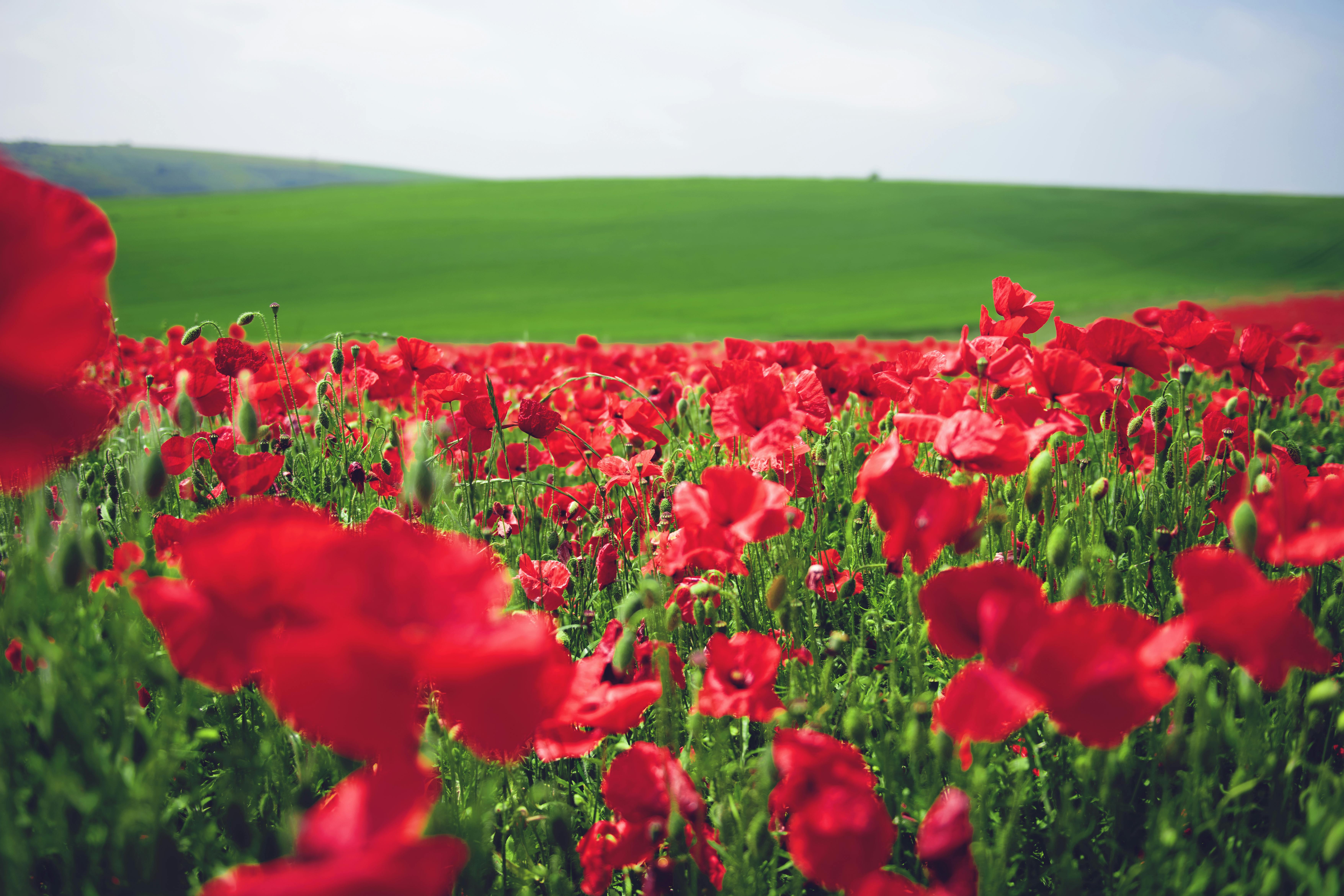 Free stock photo of poppies, poppy field, red flowers