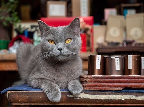 Kostenloses Stock Foto zu grau, haustier, katze