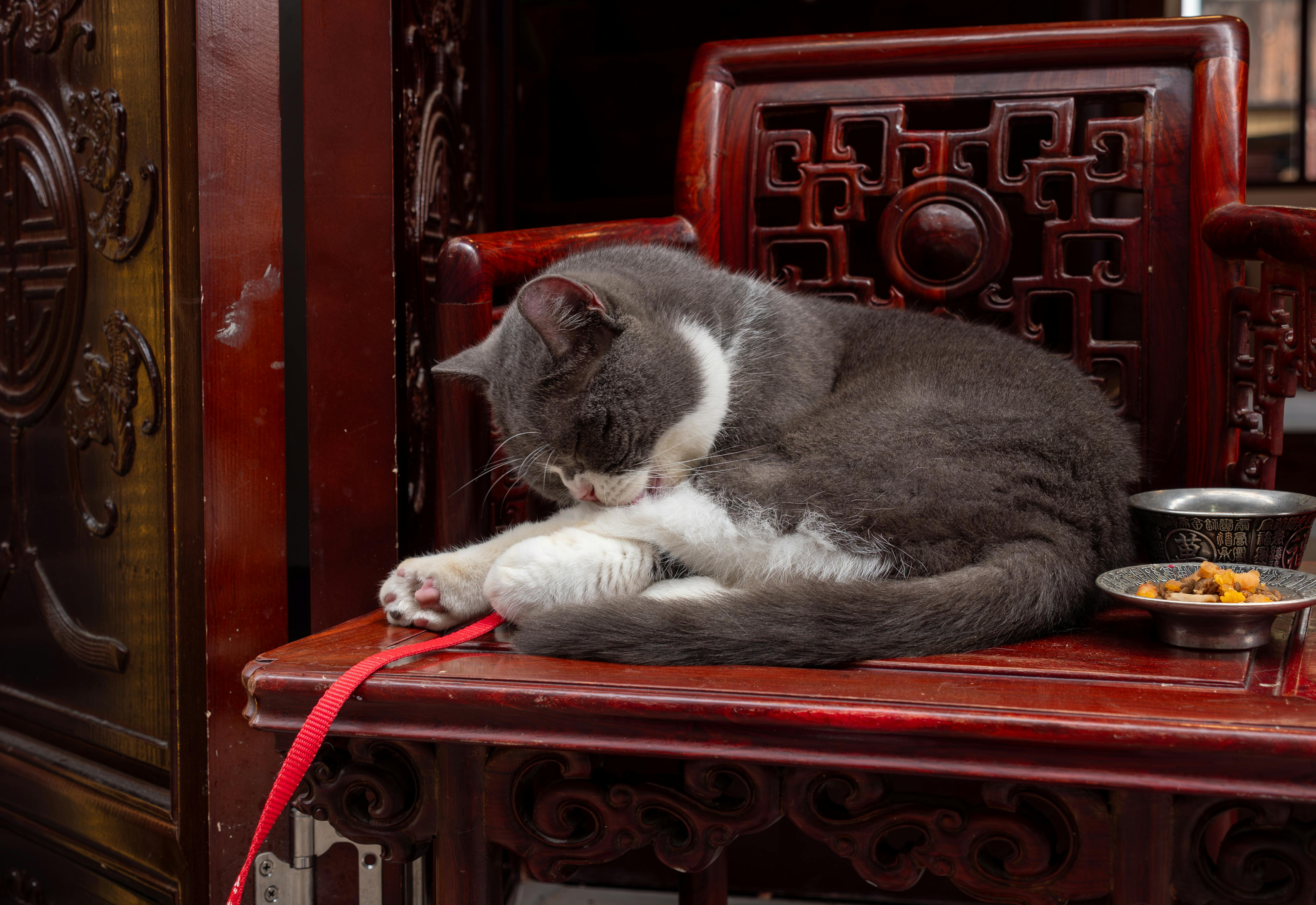 Ancient Palaces, a Cat Café, and KPop Demon Hunters—the Perfect Family Travel Itinerary for South Korea — Photo by Vind 🌙 on