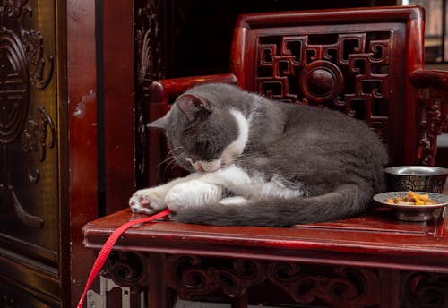 Cat Cleaning its Paws Lying on a Decorative Chair