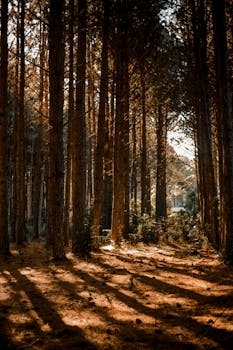 阳光明媚的森林中，长长的阴影与茂密的树木共同营造出宁静的氛围