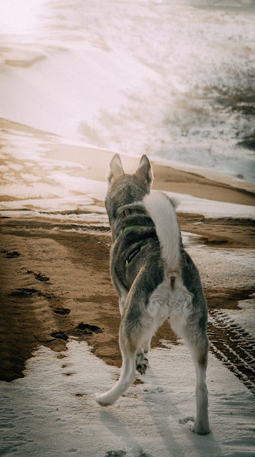 Dog on a Beach Looking at the Sea 