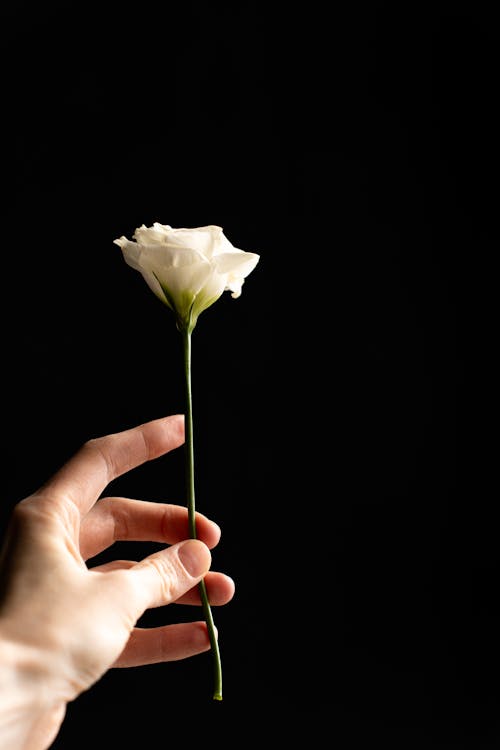 Безкоштовне стокове фото на тему «Біла квітка, білий, букет»