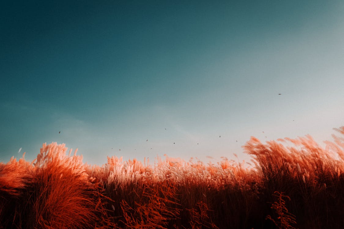 Immagine gratuita di campo, cielo sereno, erbe