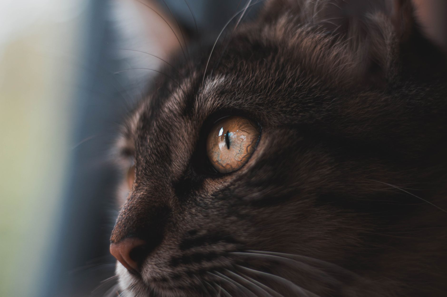 Veterinarian examining a cat during a checkup