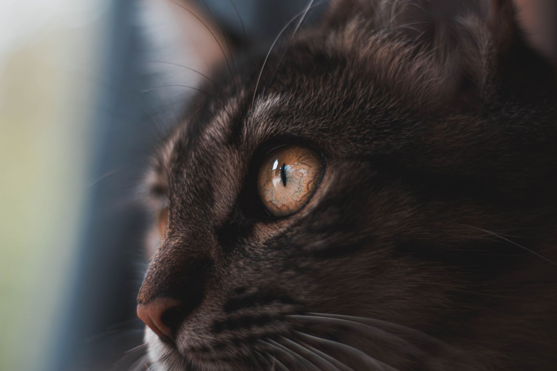 Close up of Black Cat Head
