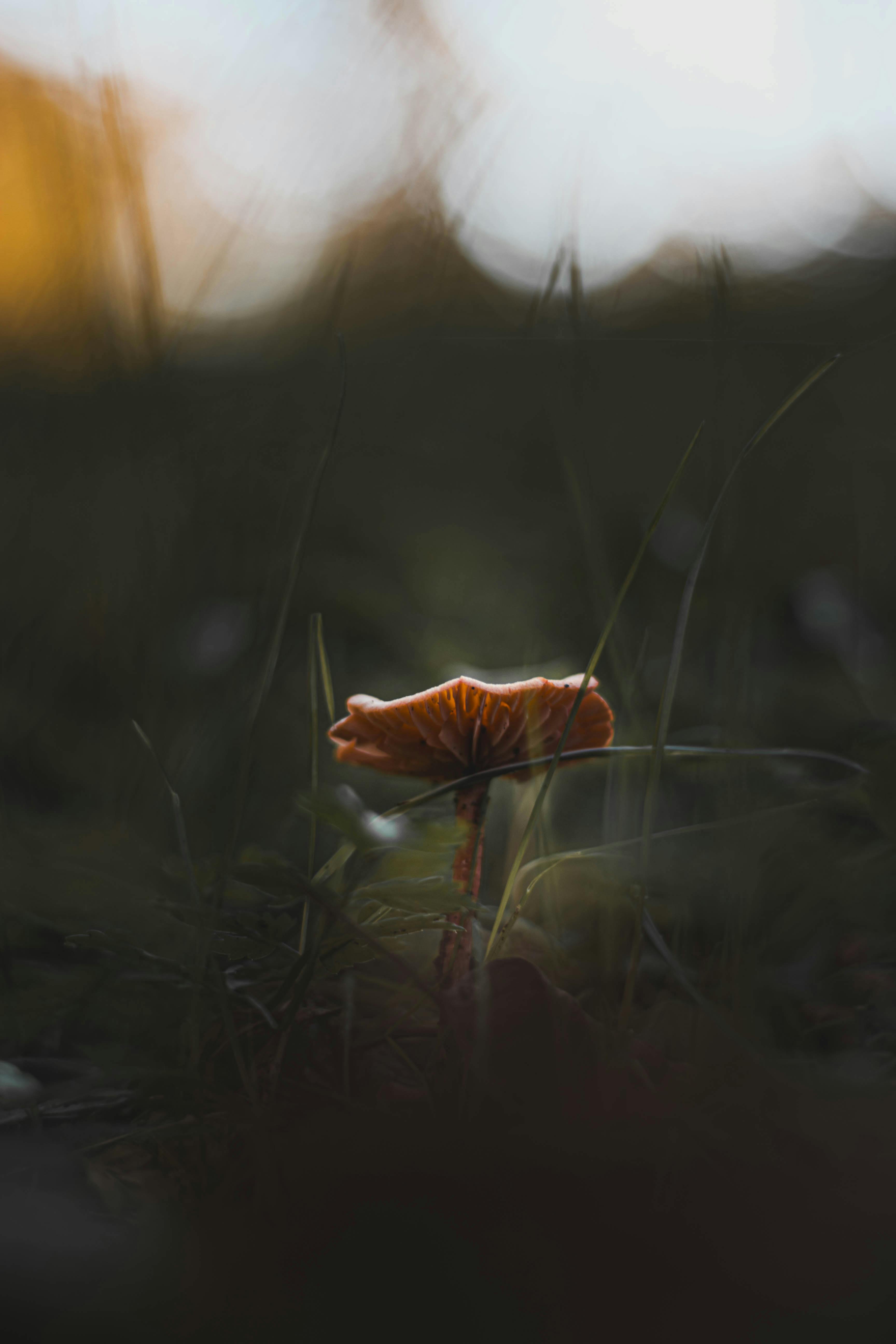 mushroom on a meadow