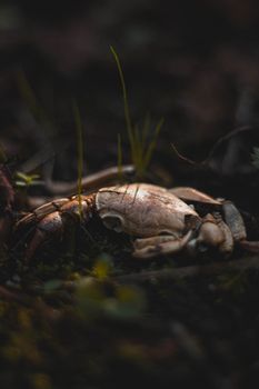 Detailed close-up shot of a crab amidst natural surroundings, showcasing its habitat and texture.