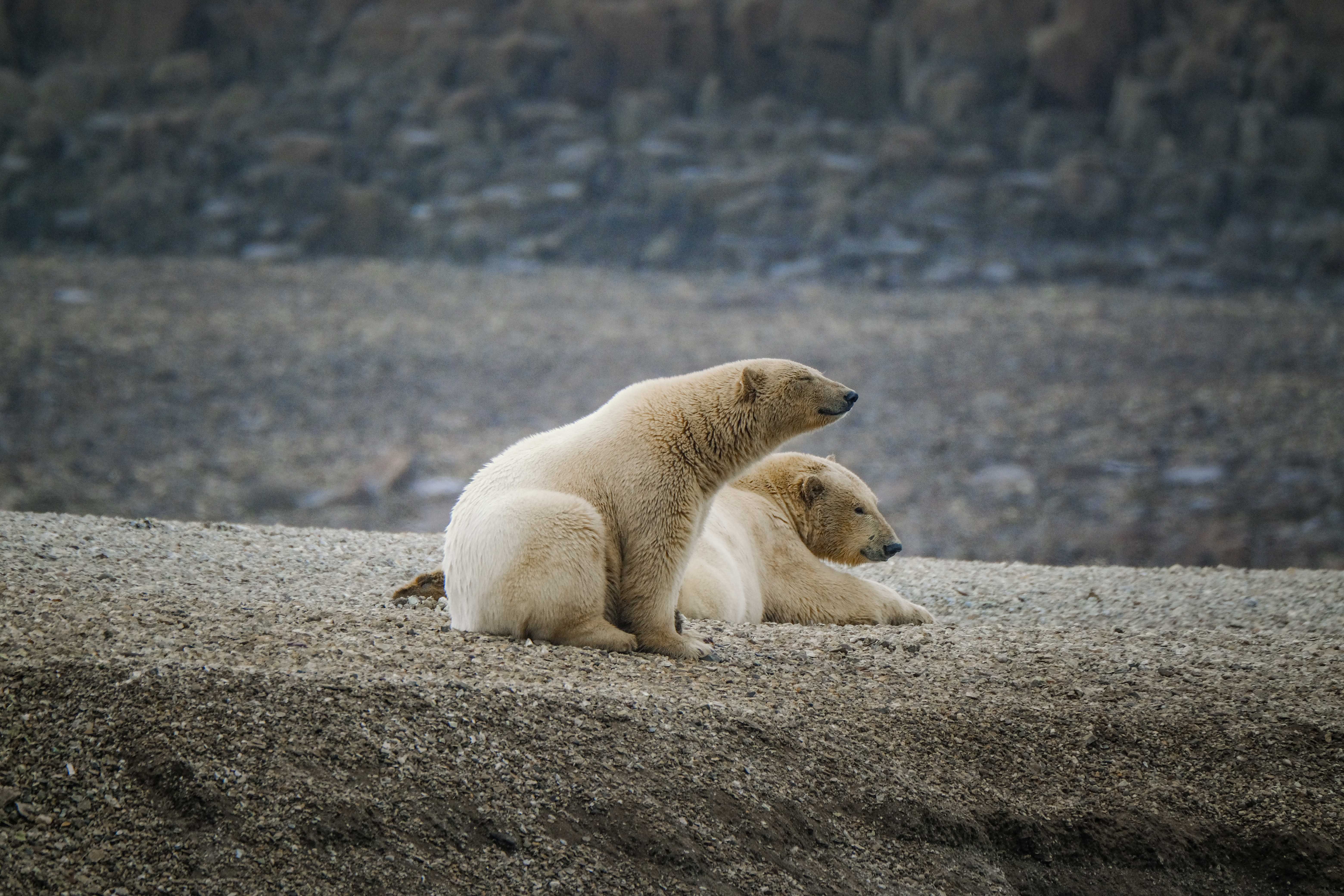 The Comeback Kids: How the World's Wildlife Is Fighting Back