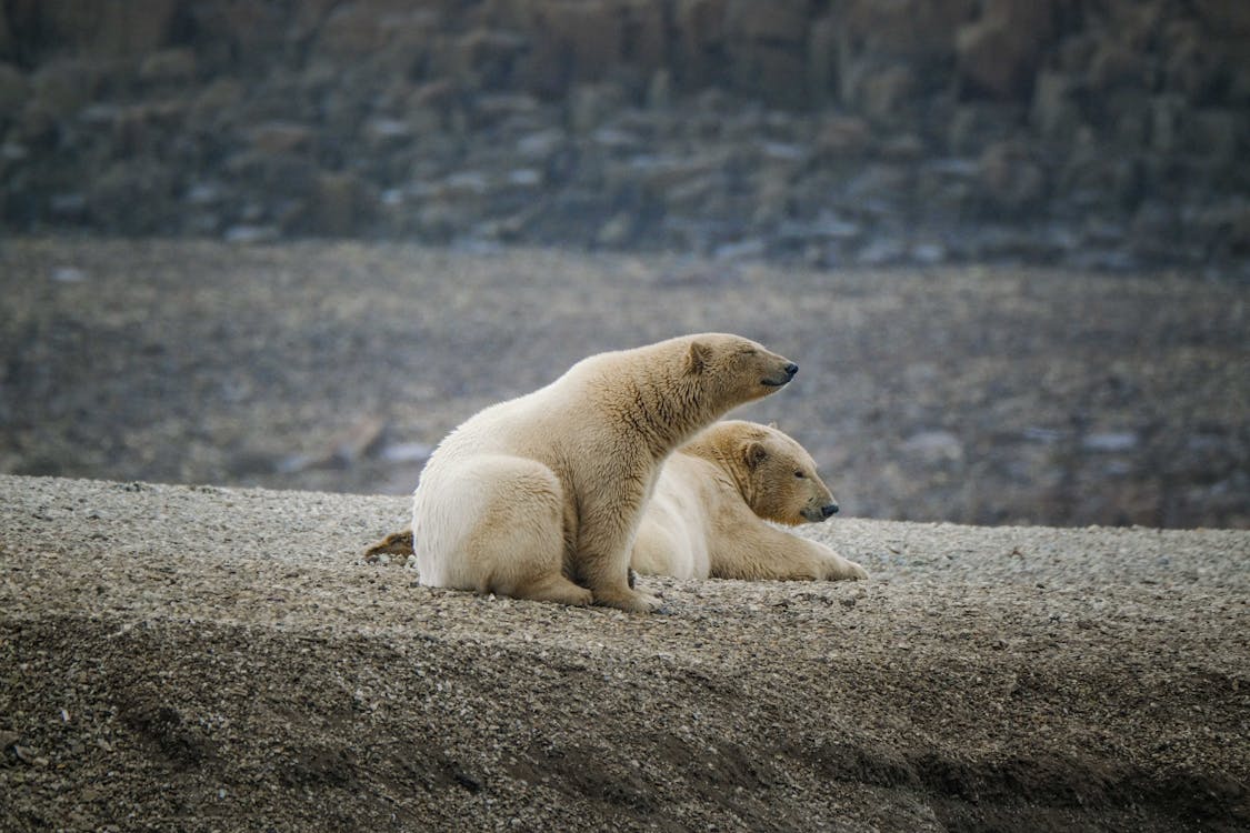一對, 動物攝影, 北极熊 的 免费素材图片