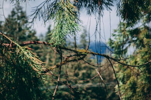 Free stock photo of british columbia, canada, mountain