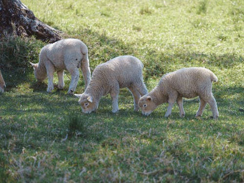Lambs on Grass