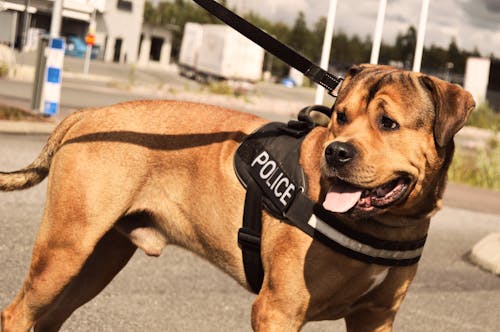 Rottweiler Police Dog