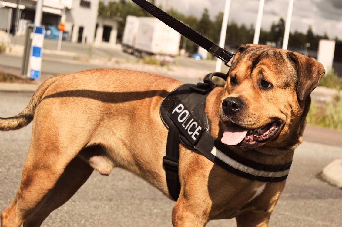 Rottweiler Police Dog