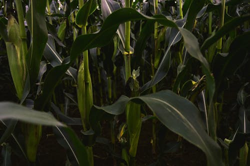 Kostnadsfri bild av cornfield, majsfält, osudden