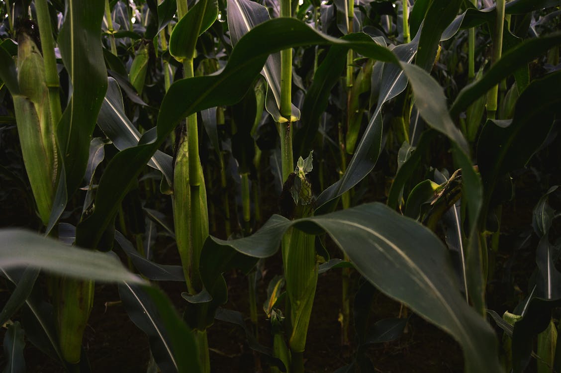 Fotobanka s bezplatnými fotkami na tému kukuričné pole, osudden, pole kukurice