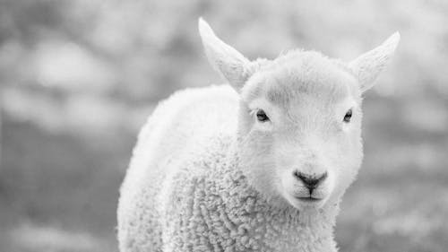 Безкоштовне стокове фото на тему «вівці, країна, портрет»