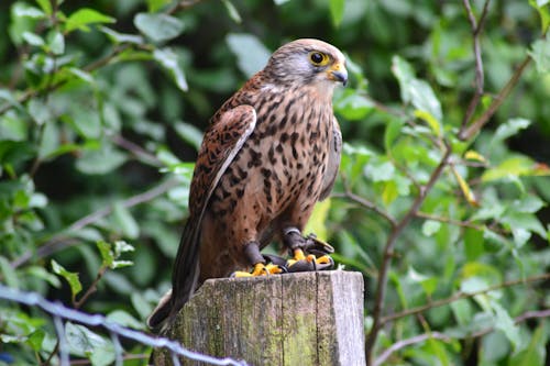 Free Brown Falcon on Brown Wooden Surface Stock Photo