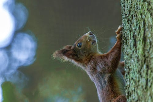 Základová fotografie zdarma na téma hnědá, les, podzim