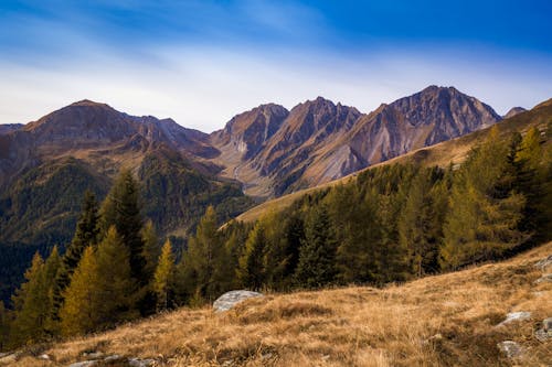 Landscape of Mountains and Coniferous Trees