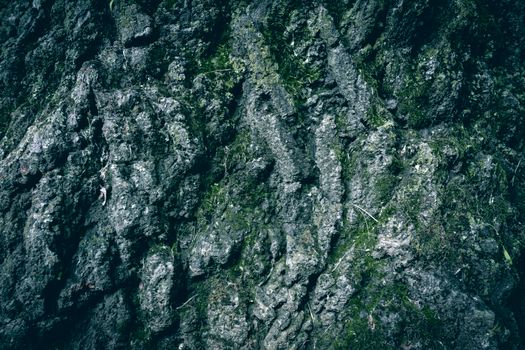 Detailed close-up of rough tree bark covered in green moss for nature backgrounds.