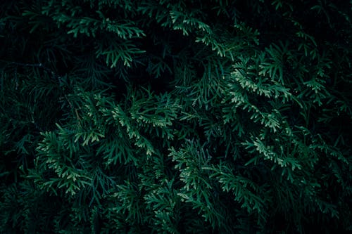 Fotos de stock gratuitas de @al aire libre, abstracto, árbol