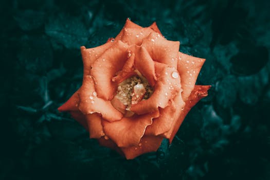 A detailed close-up of an orange rose with water droplets, set against a dark background, evoking a moody and romantic atmosphere.