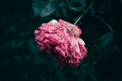 Free Close-up of a pink rose with raindrops on petals surrounded by dark green leaves. Stock Photo