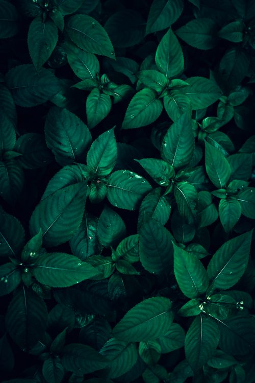 Free Gloomy close-up of lush green leaves in a dark, moody setting outdoors. Stock Photo
