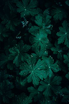 A moody close-up of dark green leaves with fresh water droplets, creating a natural and serene texture.