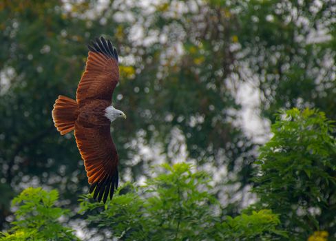 eagle photo