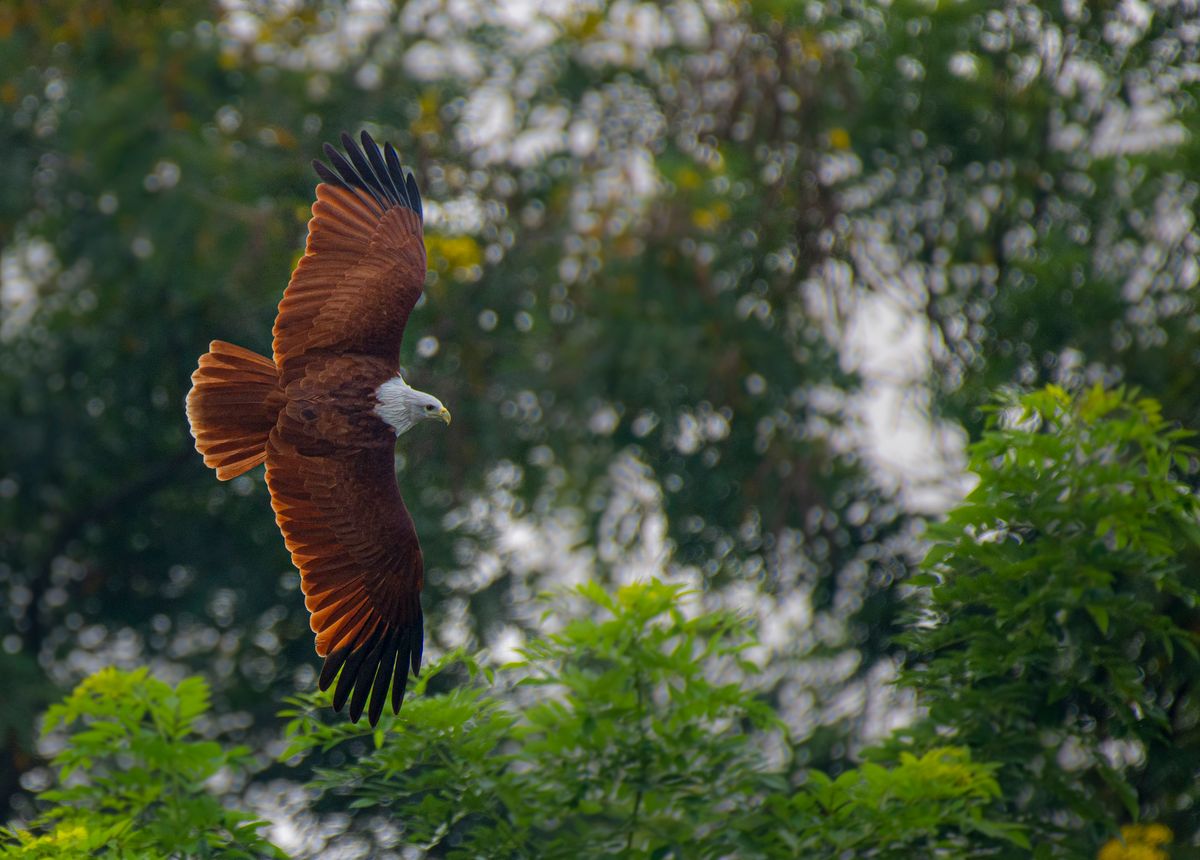 Rapace en vol devant une forêt, photo d’ambiance