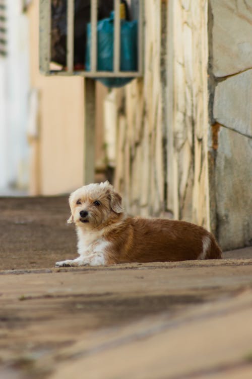 Darmowe zdjęcie z galerii z fotografia zwierzęcia, miejski, pies