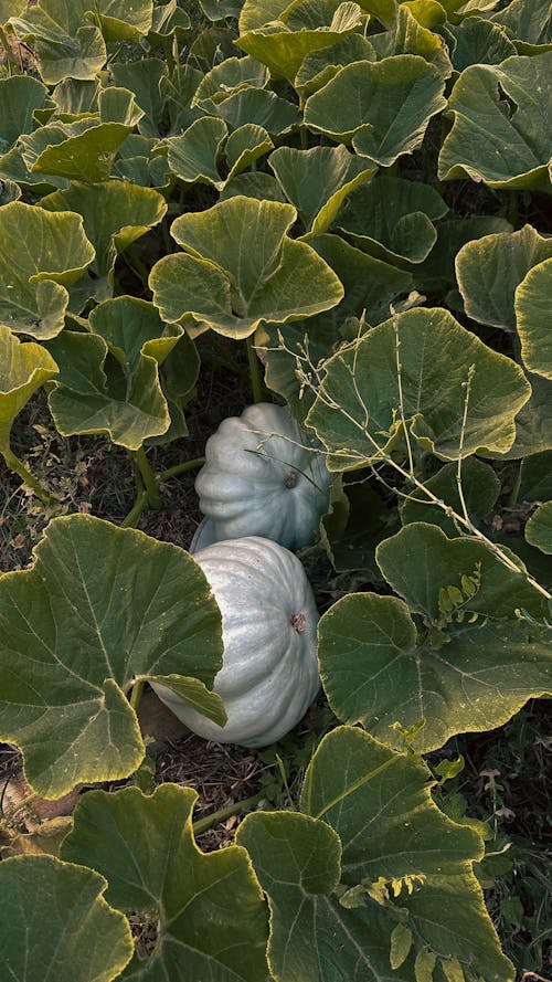 Pumpkins Growing in Field