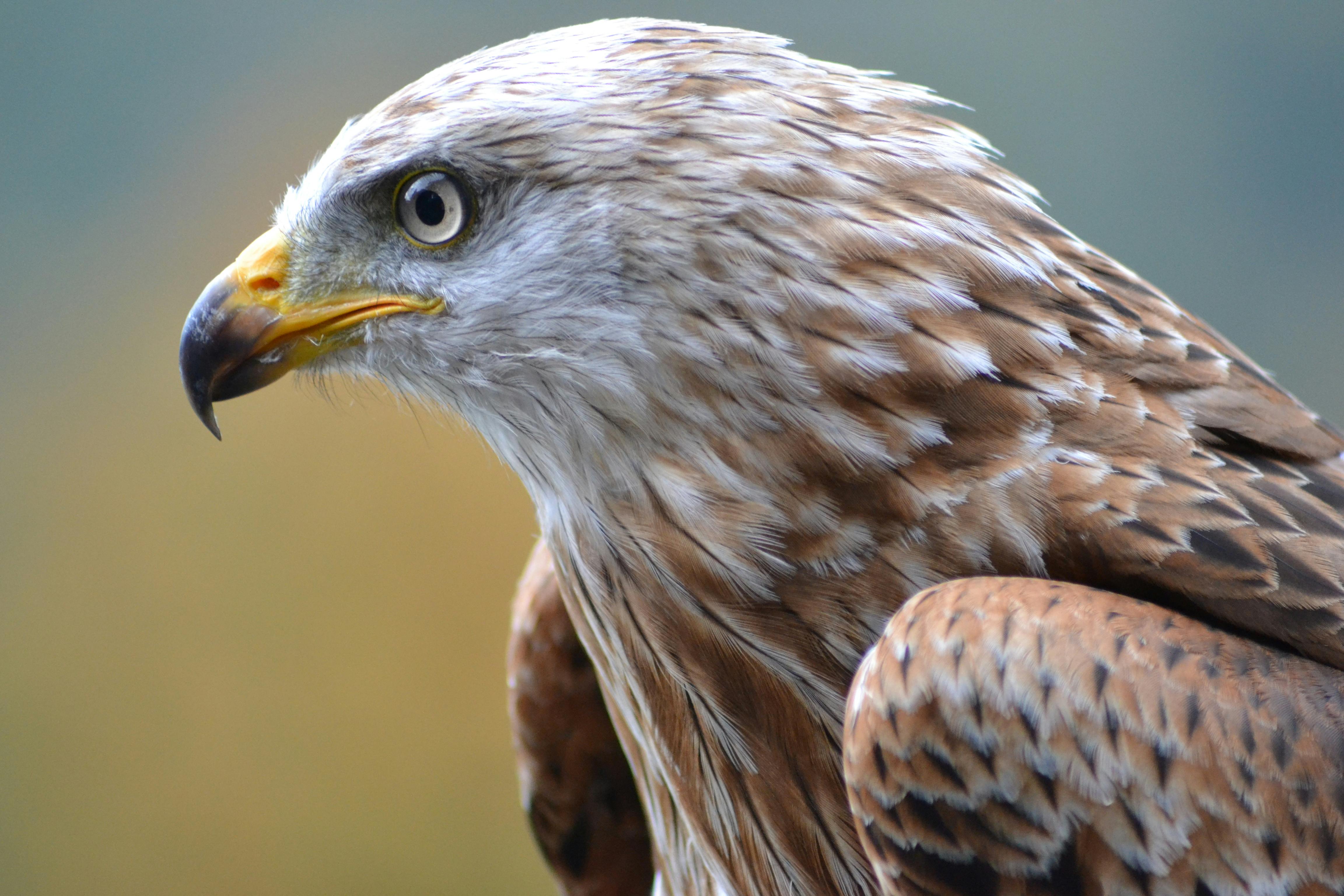 White and Brown Eagle · Free Stock Photo