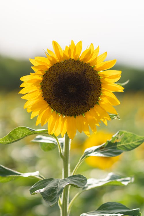 Close-up of a Sunflower on a Sunflower Field 