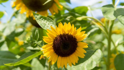 Close-up of a Sunflower on a Sunflower Field