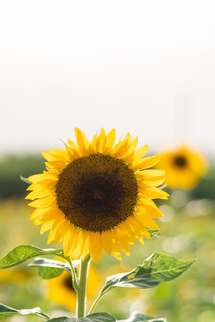 Yellow Sunflower Flower