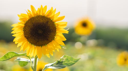 Kostnadsfri bild av blomma, fält, gul