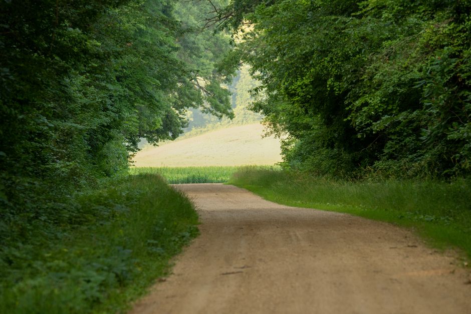 Idyllic forest path during summer, surrounded by lush greenery in Trevino, Wisconsin.