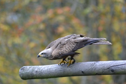 Falcon Abu Abu Bertengger Di Cabang Abu Abu Dalam Fotografi Fokus Selektif