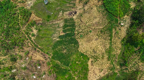 aerial view of plantation land on the outskirts of town
