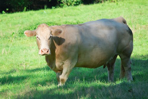 Cow Standing in a Pasture 