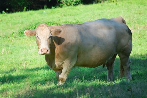 Kostenloses Stock Foto zu außerorts, kuh, nahansicht