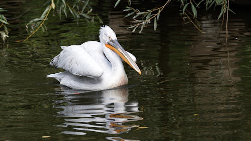 A Pelican Swimming in the Water 