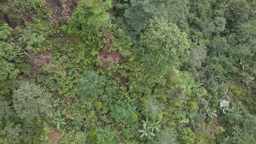 Aerial dense forest imagery
