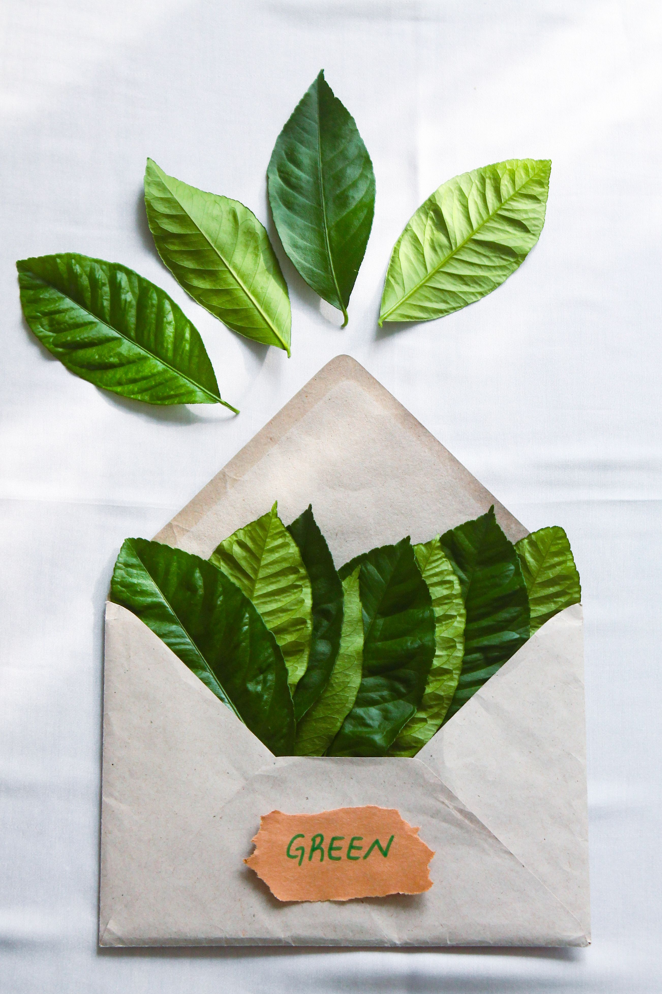 Envelope filled with green leaves on white background, symbolizing eco-friendly messaging.
