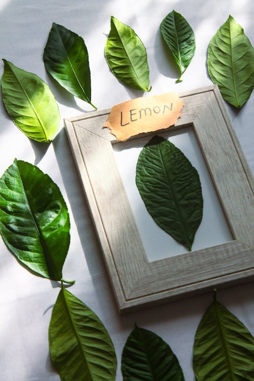Frame with Lemon Leaves 